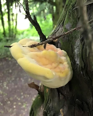 laetiporous sulphureus