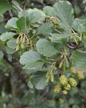 Alder catkins