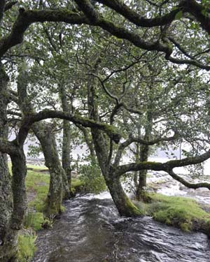 Alder trees