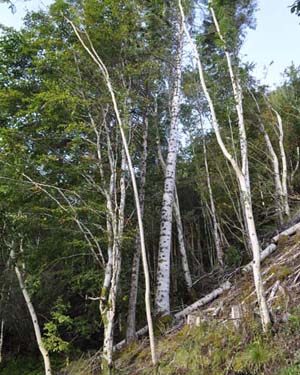 silver birch