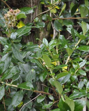 Escallonia tree