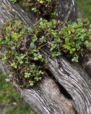 Escallonia tree