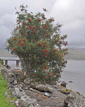 Rowan tree
