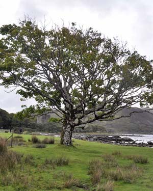 Sycamore Bark