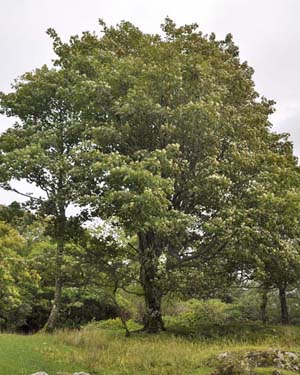 Sycamore 
