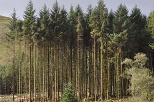 Larch plantation