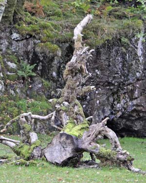 Sculptural root