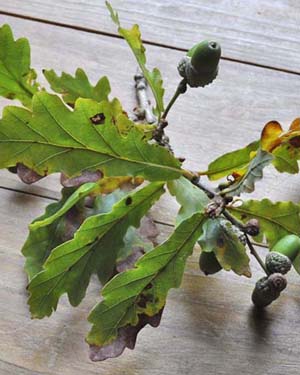 Pedunculate oak acorns