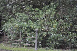 Rhododendron encroachment