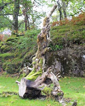 sculptural root