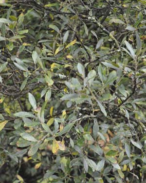 Willow leaf