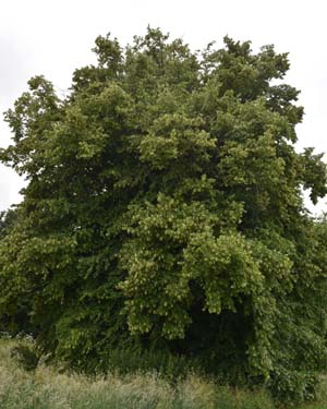 Common lime