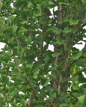 Maidenhair tree