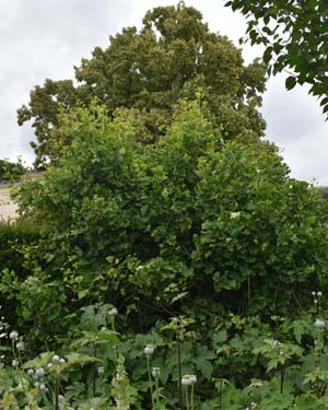 Gingko