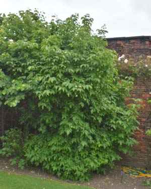 Common bladdernut