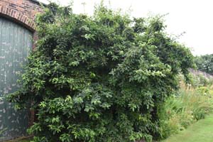 Medlar