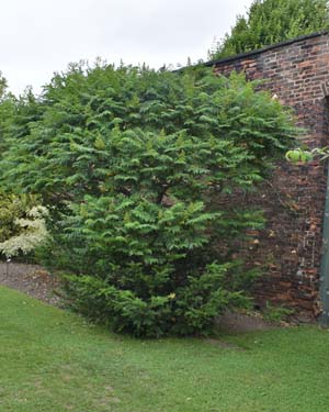 Stagshorn sumac