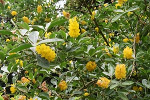 Cytisus Battendieri