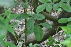 Cytisus Battendieri