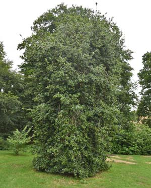 Holly