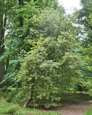 Variegated holly