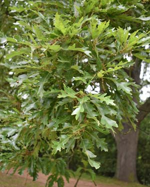 Turkey oak