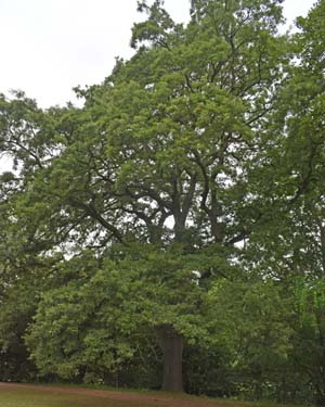 Turkey oak