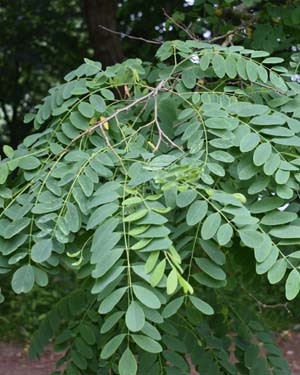 False acacia