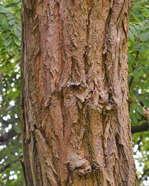 Eastern redbud