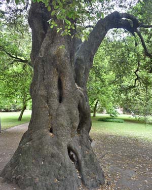 Ganoderma attack