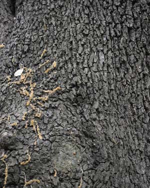 Holm oak