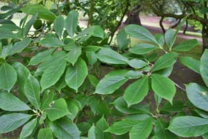 Magnolia