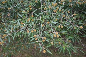 Fern-leaved beech
