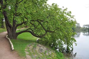 Horse chestnut