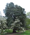 Holm oak Nostell Priory