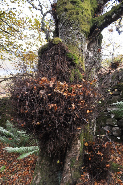 Oak burr
