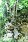 Sycamore roots