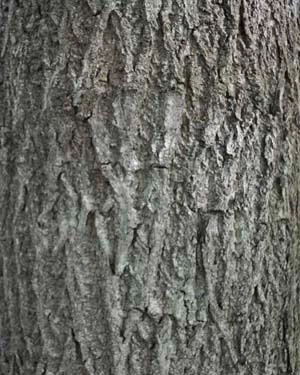 American black walnut bark