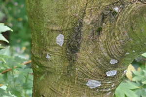 Acer palmatum