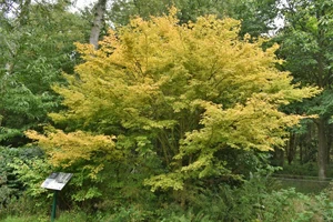 Acer palmatum