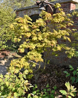 Acer japonicum aconitifolium