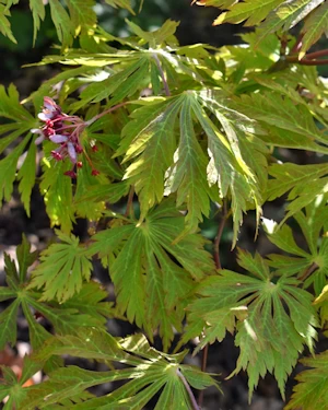 Acer japonicum aconitifolium