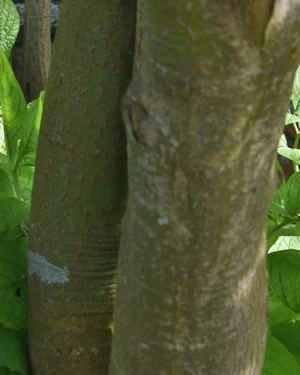 Acer palmatum seiryu