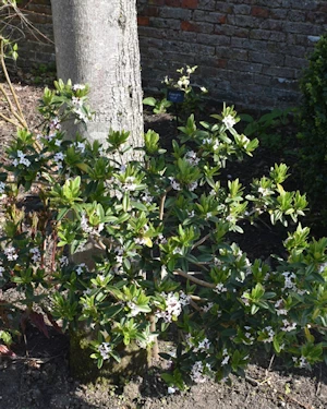 Daphne tangutica