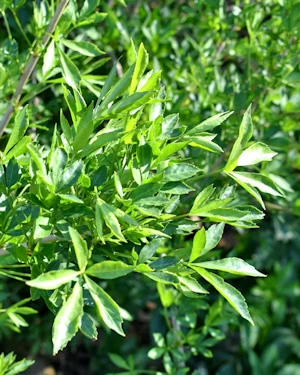 Eleutherococcus giraldii
