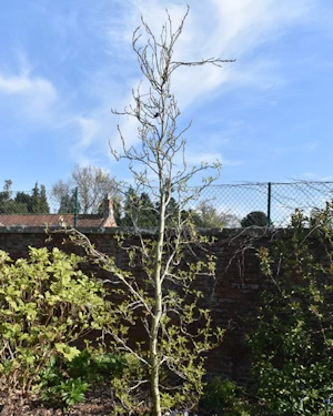 Sweet gum Slender Silhouette