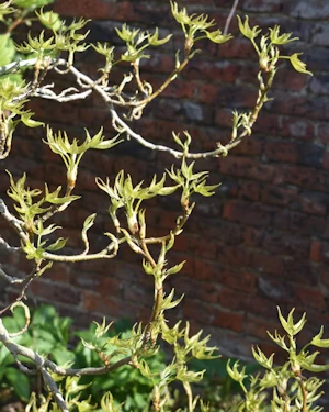 Liquidambar styraciflua slender silhuoette