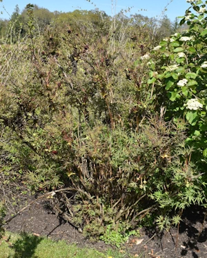 Tree peony