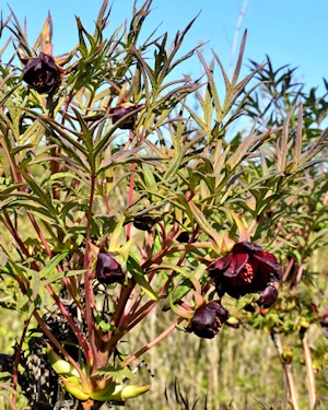 Tree peony