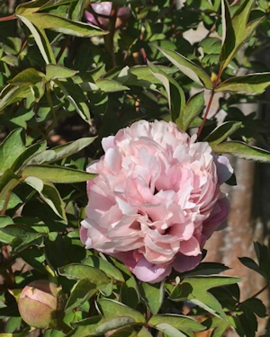 Tree peony